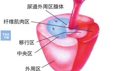 制霉素胶囊-制霉素片国药准字h33021393说明书网- 制霉素软胶囊的功效与作用知识,分享制霉素胶囊